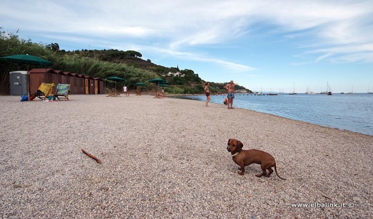 Spiaggia Di Mola Dog Beach Allisola Delba