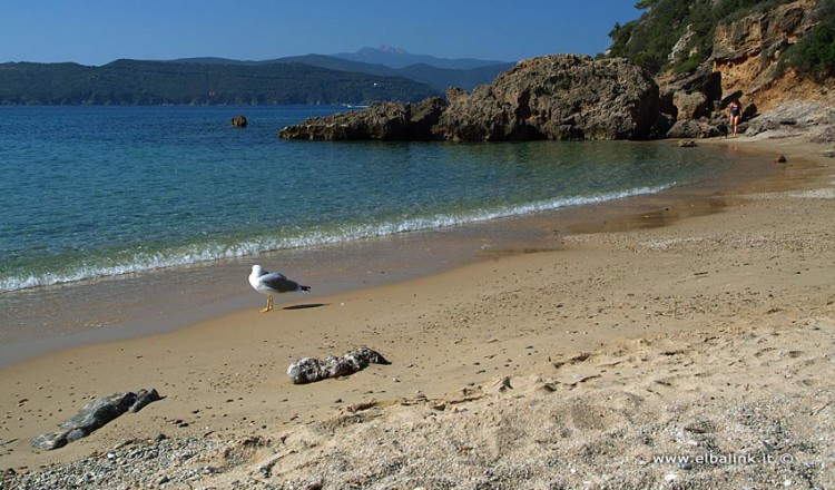 Spiaggia Di Zuccale Allisola Delba A Capoliveri