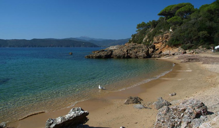 Spiaggia Di Zuccale A Capoliveri Uno Scrigno Allisola Delba